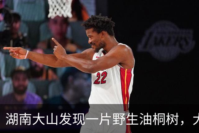 湖南大山发现一片野生油桐树，大的有四五十年，全株有毒少人识